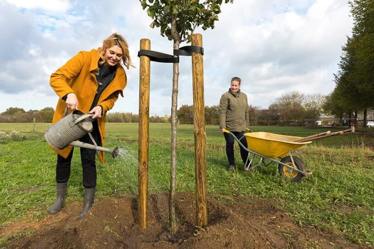 planting a tree