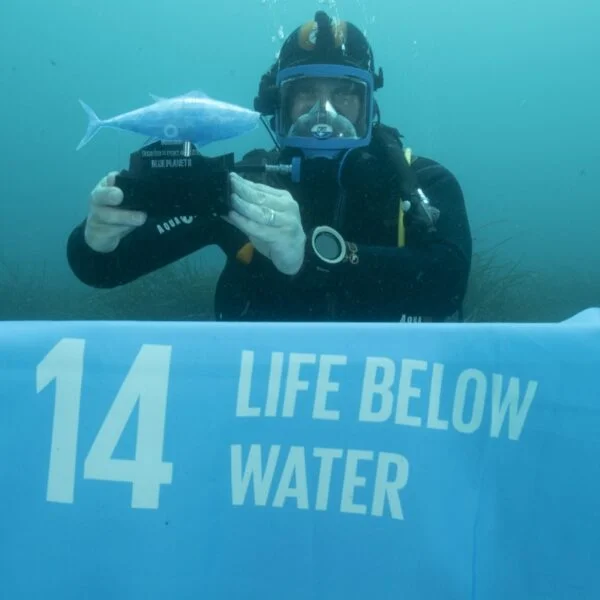 diver fish 600x600 1
